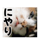もちもちネコチャンバーティー（個別スタンプ：12）