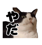 もちもちネコチャンバーティー（個別スタンプ：14）