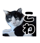 もちもちネコチャンバーティー（個別スタンプ：15）