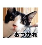 もちもちネコチャンバーティー（個別スタンプ：17）