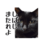 もちもちネコチャンバーティー（個別スタンプ：19）