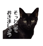 もちもちネコチャンバーティー（個別スタンプ：21）