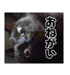 もちもちネコチャンバーティー（個別スタンプ：24）