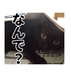 もちもちネコチャンバーティー（個別スタンプ：25）