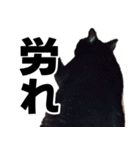 もちもちネコチャンバーティー（個別スタンプ：27）
