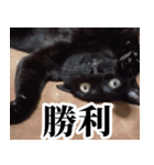 もちもちネコチャンバーティー（個別スタンプ：30）