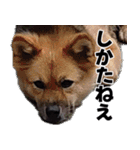 もちもちネコチャンバーティー（個別スタンプ：31）