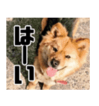もちもちネコチャンバーティー（個別スタンプ：32）