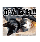 もちもちネコチャンバーティー（個別スタンプ：33）