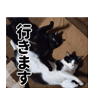 もちもちネコチャンバーティー（個別スタンプ：34）