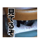 もちもちネコチャンバーティー（個別スタンプ：36）