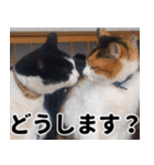 もちもちネコチャンバーティー（個別スタンプ：37）