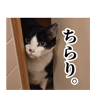 もちもちネコチャンバーティー（個別スタンプ：38）