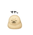 あざらし！！！！（個別スタンプ：12）
