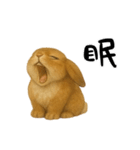 ツンデレなうさぎ！（個別スタンプ：10）