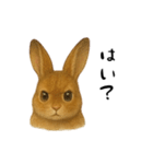 ツンデレなうさぎ！（個別スタンプ：11）