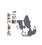 ボーダーコリー 敬語（個別スタンプ：25）
