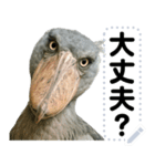 ハシビロコウのメッセージスタンプ！！（個別スタンプ：8）
