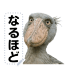 ハシビロコウのメッセージスタンプ！！（個別スタンプ：10）