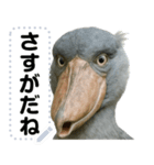 ハシビロコウのメッセージスタンプ！！（個別スタンプ：11）