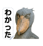 ハシビロコウのメッセージスタンプ！！（個別スタンプ：16）