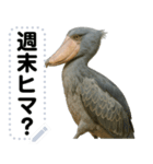 ハシビロコウのメッセージスタンプ！！（個別スタンプ：17）