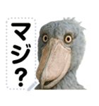 ハシビロコウのメッセージスタンプ！！（個別スタンプ：20）