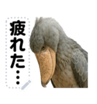 ハシビロコウのメッセージスタンプ！！（個別スタンプ：23）