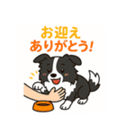 ほんわかボーダーコリー（個別スタンプ：8）