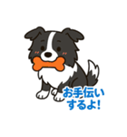 ほんわかボーダーコリー（個別スタンプ：11）