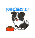ほんわかボーダーコリー（個別スタンプ：12）