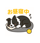 ほんわかボーダーコリー（個別スタンプ：14）