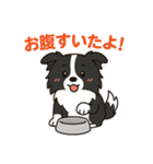 ほんわかボーダーコリー（個別スタンプ：15）