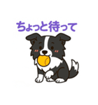 ほんわかボーダーコリー（個別スタンプ：17）