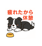 ほんわかボーダーコリー（個別スタンプ：24）
