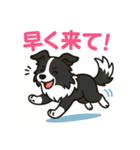 ほんわかボーダーコリー（個別スタンプ：25）