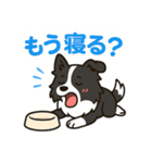 ほんわかボーダーコリー（個別スタンプ：31）