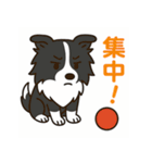 ほんわかボーダーコリー（個別スタンプ：38）