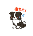 ほんわかボーダーコリー（個別スタンプ：39）