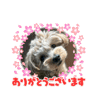 杏子ちゃんいろいろへんしんしてみました！（個別スタンプ：6）