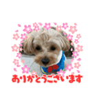 杏子ちゃんいろいろへんしんしてみました！（個別スタンプ：10）