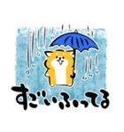 ふでしば34【雨、夏】柴犬（個別スタンプ：6）
