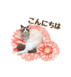 NEW 毎日使える☆ルルちゃんスタンプ（個別スタンプ：3）