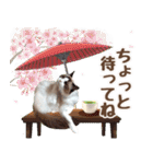 NEW 毎日使える☆ルルちゃんスタンプ（個別スタンプ：13）