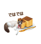 NEW 毎日使える☆ルルちゃんスタンプ（個別スタンプ：15）