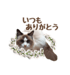 NEW 毎日使える☆ルルちゃんスタンプ（個別スタンプ：23）
