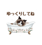 NEW 毎日使える☆ルルちゃんスタンプ（個別スタンプ：30）