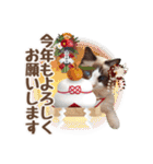 NEW 毎日使える☆ルルちゃんスタンプ（個別スタンプ：38）