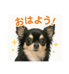 チワワと挨拶（個別スタンプ：1）