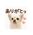 チワワと挨拶（個別スタンプ：5）